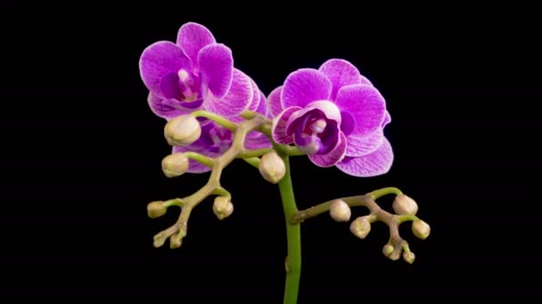 Orchid Blossoms Blooming Purple Orchid Phalaenopsis Flower Black Background Purple — 图库视频影像