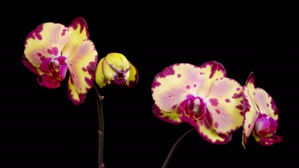 ออร เหล วงกล วยไม Phalaenopsis ดอกไม บนพ นหล ลาบส เวลา — วีดีโอสต็อก