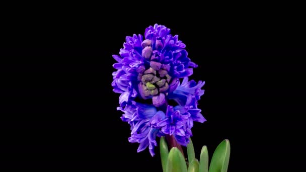 Jácintvirág Kék Jácintvirág Virágzó Fekete Háttér Időeltolódás — Stock videók
