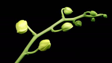 Orkide çiçekleri var. Kara Arkaplanda çiçek açan kireç orkidesi falaenopsis çiçeği. Zaman aşımı. 4K.