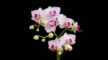 Orchid Blossoms. Blooming White Orchid Phalaenopsis Flower on Black Background. Time Lapse. Red Lip Orchid. 4K.