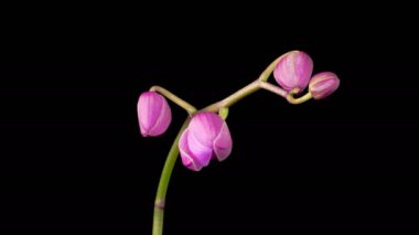 Orchid Blossoms. Blooming Purple Orchid Phalaenopsis Flower on Black Background. Time Lapse. 4K.