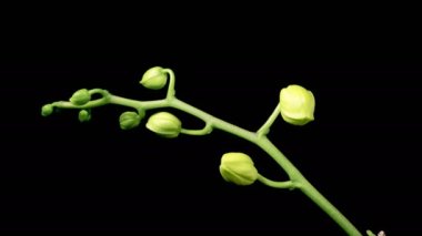 Orkide çiçekleri var. Kara Arkaplanda çiçek açan kireç orkidesi falaenopsis çiçeği. Zaman aşımı. 4K.