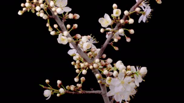 樱桃Blossom 枝条樱桃树上的白花绽放 黑暗背景 时间流逝 — 图库视频影像
