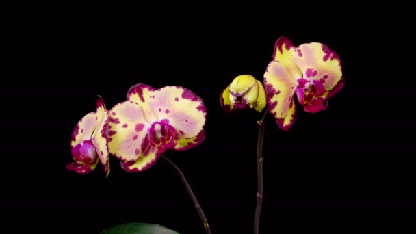 Orkidéblommorna Blommande Gul Magenta Orkidé Phalaenopsis Blomma Svart Bakgrund Tidsförskjutning — Stockvideo
