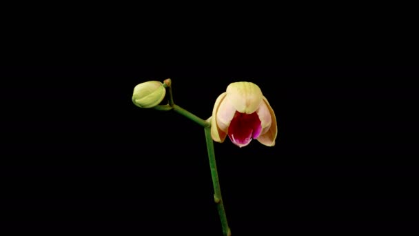 Orkide Çiçekleri Var Kara Arkaplanda Güzel Vücut Rengi Orkidesi Phalaenopsis — Stok video