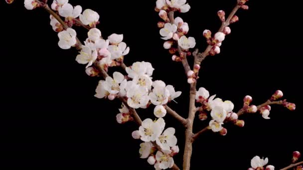 Meruňkový Květ Bílé Květy Květy Větvích Meruňkového Stromu Tmavé Pozadí — Stock video