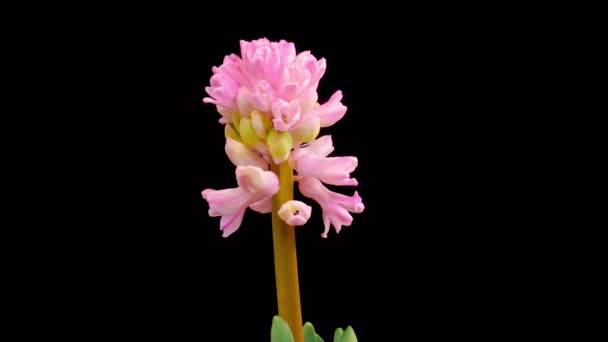 Jácintvirág Rózsaszín Jácintvirág Virágzó Fekete Háttér Időeltolódás — Stock videók