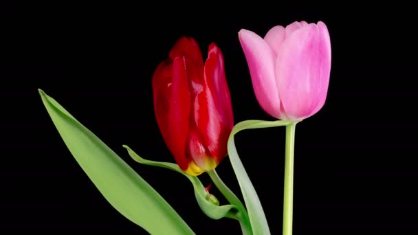 Los Tulipanes Florecen Hermoso Timelapse Dos Flores Tulipanes Rojos Rosados — Vídeos de Stock
