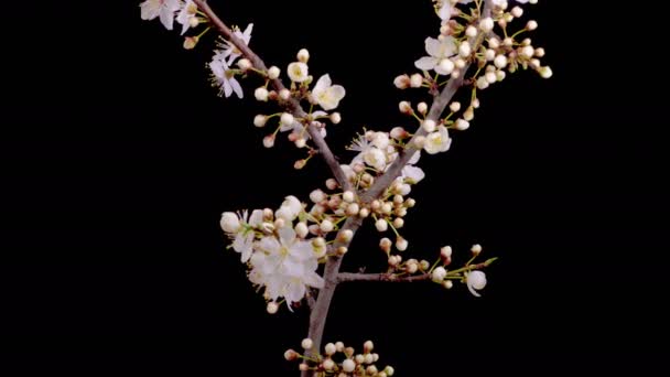 Cherry Blossom White Flowers Blossoms Branches Cherry Tree Dark Background — Vídeo de Stock