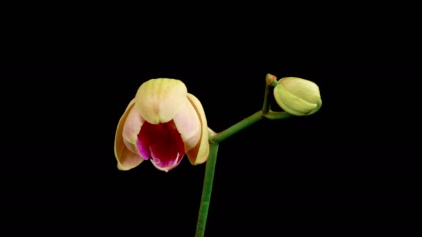 Orchideeënbloesems Opening Mooie Body Color Orchidee Phalaenopsis Bloem Zwarte Achtergrond — Stockvideo