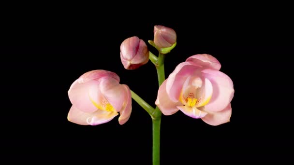 Орхідейний Цвіт Відкриття Прекрасної Квітки Орхідей Phalaenopsis Чорному Тлі Орхідея — стокове відео