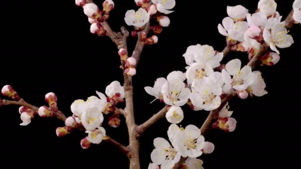 Kayısı Çiçeği Dallardaki Kayısı Ağacı Nda Beyaz Çiçekler Açıyor Karanlık — Stok video