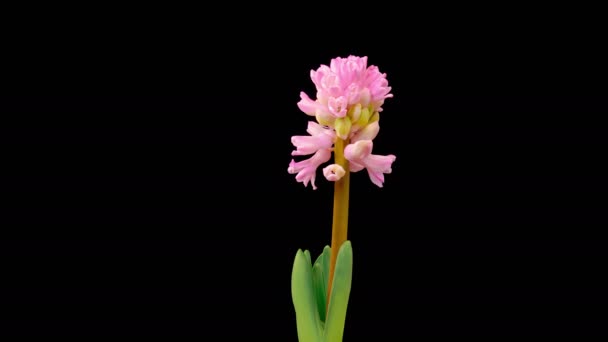 Гіацинтовий Цвіт Pink Hyacinth Flower Blooming Black Background Лапс Часу — стокове відео