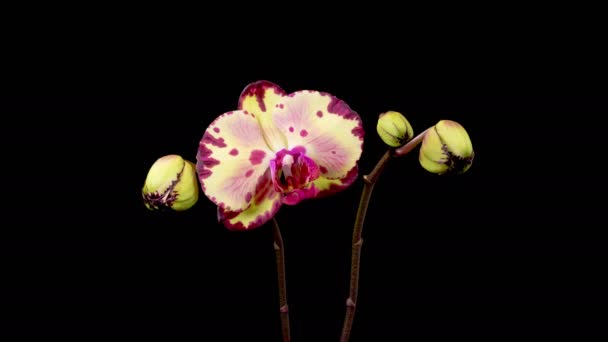 Orchid Blossoms Blooming Yellow Magenta Orchid Phalaenopsis Flower Black Background — Stock Video