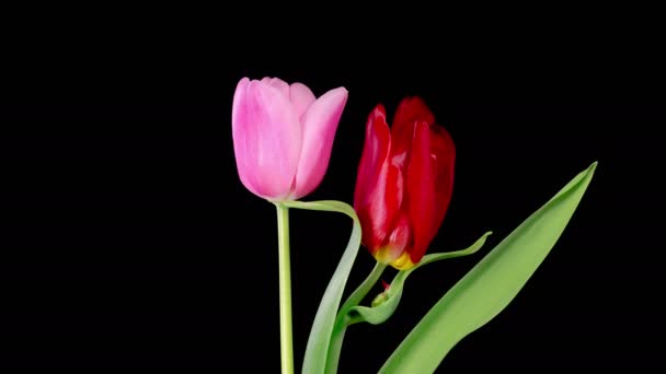 Tulipas Flores Bela Timelapse Duas Flores Tulipas Vermelhas Rosa Florescendo — Vídeo de Stock
