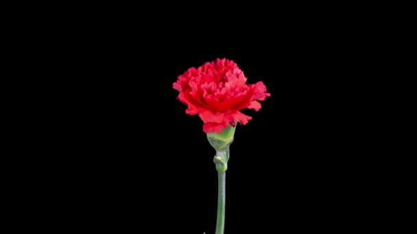 Beautiful Time Lapse Opening Red Carnation Flower Black Background — Stock Video