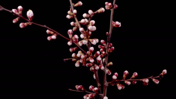 Abrikozenbloesem Witte Bloemen Bloeit Takken Abrikozenboom Donkere Achtergrond Tijd Verstrijken — Stockvideo
