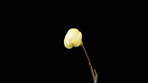 Orchid Blossoms Blooming White Orchid Phalaenopsis Flower Black Background Time — Vídeo de stock