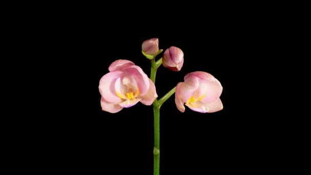 Orchidee Kwitnące Otwieranie Piękne Peach Orchidea Kwiat Phalaenopsis Czarnym Tle — Wideo stockowe