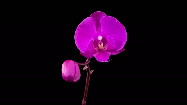 Orchid Blossoms Blooming Purple Orchid Phalaenopsis Flower Black Background Time — Wideo stockowe