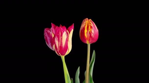 Tulipánvirágok Gyönyörű Timelapse Három Fehér Tulipán Virágzik Fekete Háttér — Stock videók