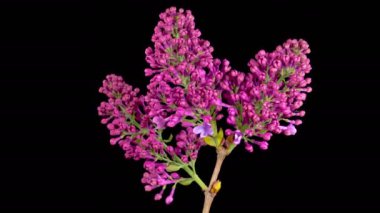 Beautiful Time Lapse of Opening Violet Flower of Lilac on a Black Background. Time Lapse. 4K.