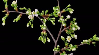 Kiraz çiçeği. Beyaz Çiçekler Kiraz Ağacı 'nda çiçek açıyor. Karanlık Arkaplan. Zaman aşımı. 4K.