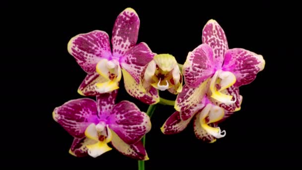 Orchideeënbloesems Bloeiende Roze Orchidee Phalaenopsis Bloem Zwarte Achtergrond Tijd Verstrijken — Stockvideo