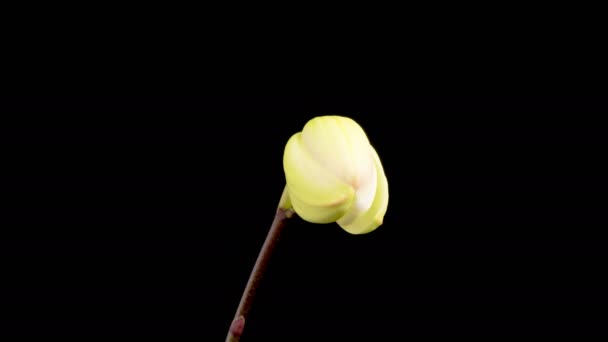 Orchidee Kwitnące Kwiat Phalaenopsis Biała Orchidea Czarnym Tle Czas Ucieka — Wideo stockowe