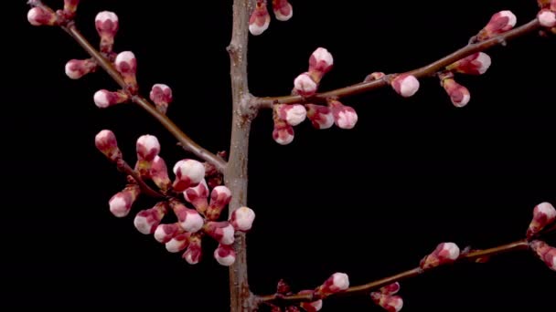 Sárgabarackvirág Fehér Virágok Virágzik Ágak Sárgabarack Sötét Háttér Időeltolódás — Stock videók