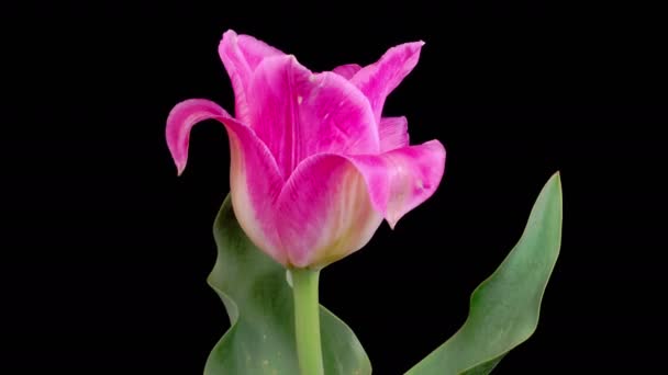 Fiori Tulipano Splendido Timelapse Rosa Peonia Tulipano Fiore Fioritura Sfondo — Video Stock