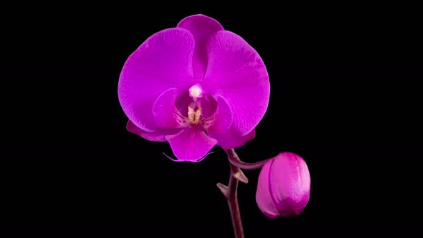 Flores Orquídeas Flor Phalaenopsis Orquídea Roxa Florescendo Fundo Preto Orchid — Vídeo de Stock