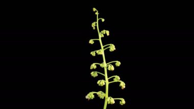 Kestane çiçekleri. Kestane ağacının dallarında açan güzel beyaz çiçekler. Karanlık Arkaplan. Zaman ayarlı. 4K.