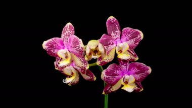 Orchid Blossoms. Blooming Pink Orchid Phalaenopsis Flower on Black Background. Time Lapse. 4K.