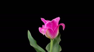 Laleler çiçek açar. Pembe Şakayık Lale Çiçeği 'nin Kara Arkaplanda Çiçek Açması' nın güzel zamanı. 4K.