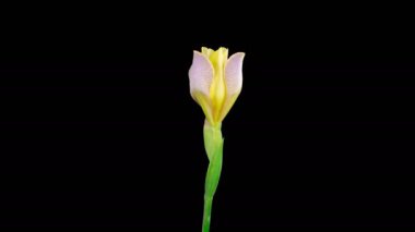 Iris Çiçekleri. Kara Arkaplanda Çiçek açan ve Solan Sarı İris Çiçeği. Zaman aşımı. 4K.