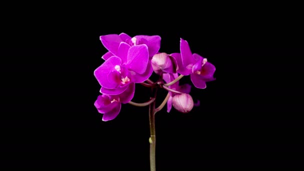 Orchideeënbloesems Bloeiende Paarse Orchidee Phalaenopsis Bloem Zwarte Achtergrond Orchidee Withering — Stockvideo