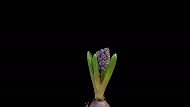Jácintvirág Kék Jácintvirág Virágzó Fekete Háttér Időeltolódás — Stock videók