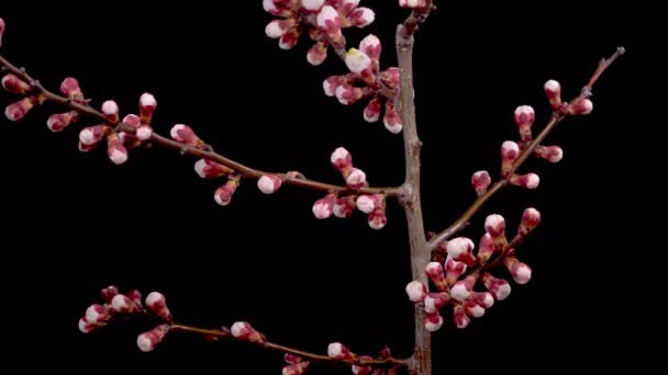 Aprikosenblüte Weiße Blumen Blühen Den Zweigen Des Aprikosenbaums Dunkler Hintergrund — Stockvideo