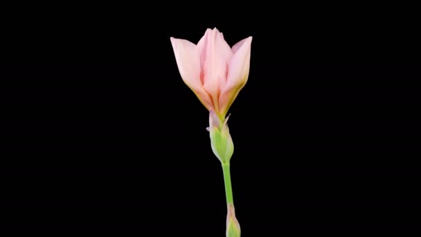 Iris Blossoms Vagyok Virágzó Hervadozó Rózsaszín Írisz Virág Fekete Háttér — Stock videók