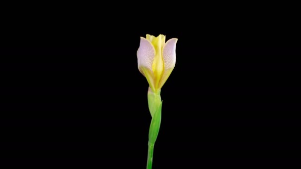 Άιρις Μπλόσομς Ανθίζει Και Σκουπίζει Κίτρινο Λουλούδι Ίρις Μαύρο Φόντο — Αρχείο Βίντεο