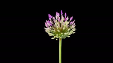 Allium Çiçekleri. Kara Arkaplanda Çiçek açan Büyük Violet Allium Christophii 'nin güzel zamanı. 4K.