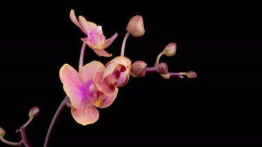 Orkide çiçekleri var. Kara Arkaplanda Güzel Pembe Orkide Phalaenopsis Çiçeği açılıyor. Zaman aşımı. 4K.