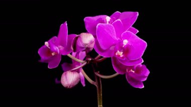 Orkide çiçekleri var. Kara Arkaplan 'da çiçek açan mor orkide falaenopsis çiçeği. Zaman aşımı. 4K.