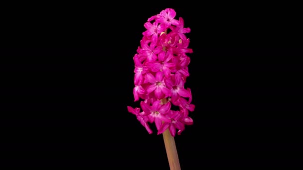 Jácintvirág Rózsaszín Jácintvirág Virágzó Elsorvadó Fekete Háttér Időeltolódás — Stock videók