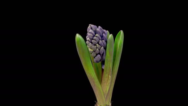 Гіацинтовий Цвіт Blue Hyacinth Flower Blooming Black Background Лапс Часу — стокове відео