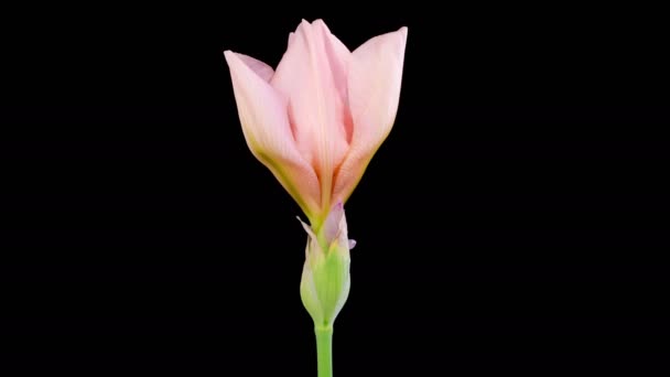 Άιρις Μπλόσομς Ανθίζει Και Σκουπίζει Ροζ Λουλούδι Iris Μαύρο Φόντο — Αρχείο Βίντεο
