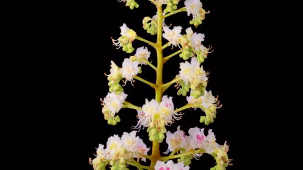 Kestane Çiçekleri Kestane Ağacının Dallarında Açan Güzel Beyaz Çiçekler Karanlık — Stok video