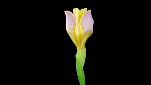 Iris Blossoms Bloeiende Verwelkende Roze Irisbloem Zwarte Achtergrond Tijd Verstrijken — Stockvideo